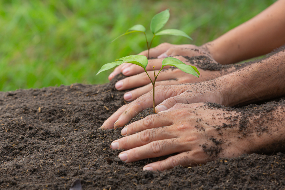 Tree Plantation<br> Programme